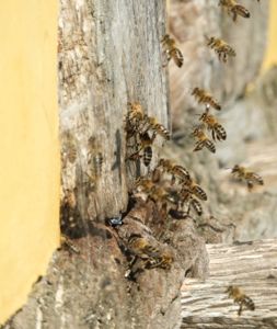 Bees in the wall