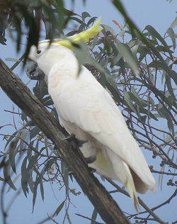 Sulphur crested cockatoo