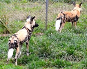 African Hunting Dogs