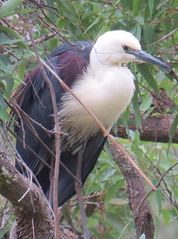 White Necked Heron