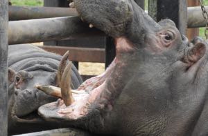 Baby Hippo teething