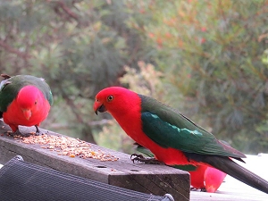 King Parrots