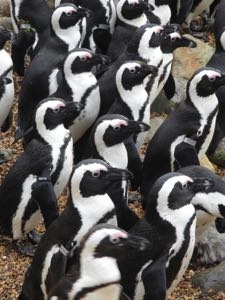 Penguins