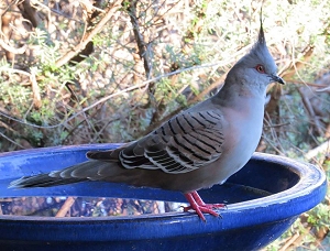 Crested Pigeon